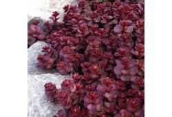 Sedum spurium ´Mahogany Red´ - Rozchodník pochybný..