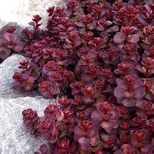 Sedum spurium ´Mahogany Red´ - Rozchodník pochybný 'Mahogany Red'
