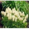 Čechrava Arendsova 'Weiße Gloria' - (Astilbe arendsii) 
