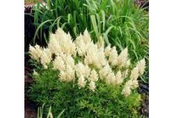 Čechrava Arendsova 'Weiße Gloria' - (Astilbe arend..