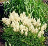 Čechrava Arendsova 'Weiße Gloria' - (Astilbe arendsii) 