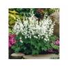 Dicentra spectabilis f. alba srdcovka nádherná