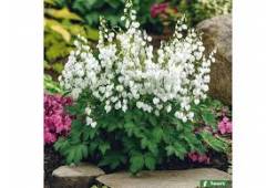 Dicentra spectabilis f. alba srdcovka nádherná
