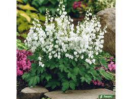 Dicentra spectabilis f. alba srdcovka nádherná