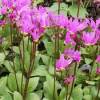 Boží květ zahradní 'Aphrodite' - Dodecatheon meadia '