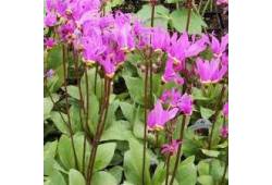 Boží květ zahradní 'Aphrodite' - Dodecatheon meadi..