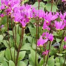 Boží květ zahradní 'Aphrodite' - Dodecatheon meadia '