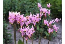 Boží květ zahradní 'Queen Victoria' - Dodecatheon ..