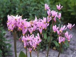 Boží květ zahradní 'Queen Victoria' - Dodecatheon meadia 'Queen Victoria'