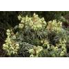 Helleborus foetidus čemeřice smrdutá