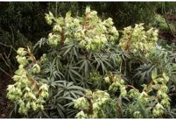 Helleborus foetidus čemeřice smrdutá