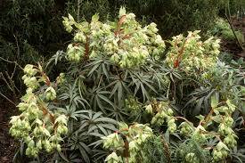 Helleborus foetidus čemeřice smrdutá