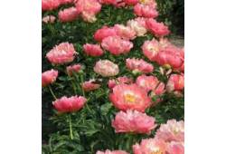 Pivoňka bělokvětá 'Coral Sunset'