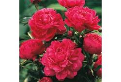 Pivoňka čínská Kansas - Paeonia lactiflora Kansas