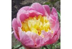 Pivoňka - Paeonia "Show Girl"