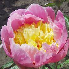 Pivoňka - Paeonia "Show Girl"