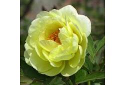 Pivoňka Yellow semi