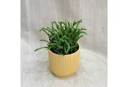 Crassula muscosa - tlustice