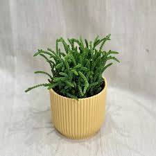 Crassula muscosa - tlustice