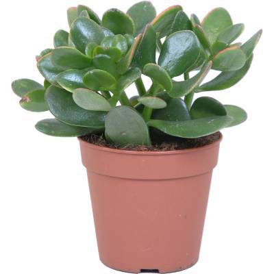 Crassula ovata - tlustice