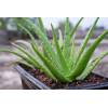 Aloe pravá - Aloe vera