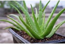 Aloe pravá - Aloe vera