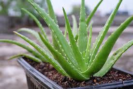 Aloe pravá - Aloe vera