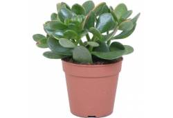 Tlustice - Crassula ovata