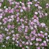Šater latnatý 'Pink'  - Gypsophila (nevěstin závoj)