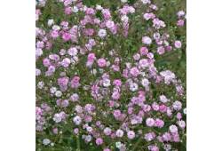 Šater latnatý 'Pink'  - Gypsophila (nevěstin závoj..