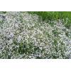 Šater latnatý 'Festival White' - Gypsophila (nevěstin závoj)