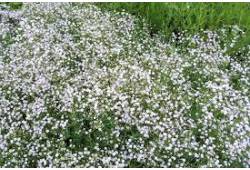 Šater latnatý 'Festival White' - Gypsophila (nevěs..