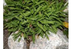 Blechnum penna-marina - žebrovice