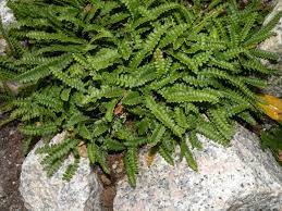 Blechnum penna-marina - žebrovice
