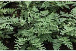 Cheilanthes lanosa - podvinka vlnatá