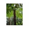 Cyathea cooperi - Australská stromová kapradina