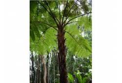 Cyathea cooperi - Australská stromová kapradina
