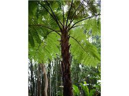 Cyathea cooperi - Australská stromová kapradina