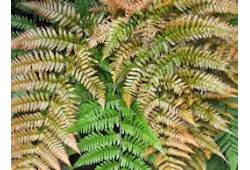 Dryopteris erythrosora kapraď japonská, kapraď čer..