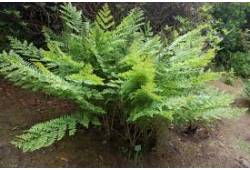Osmunda regalis – podezřeň královská