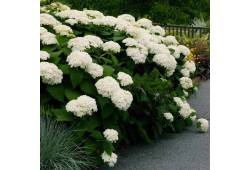 Hydrangea arborescens 'ANNABELLE' hortenzie strome..