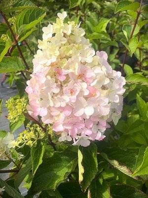Hortenzie latnatá - FRAISE MELBA