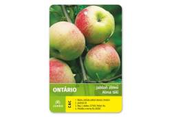 Jabloň ONTARIO - zimní