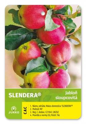 Jabloň sloupovitá SLENDERA - zimní