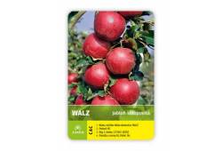 Jabloň sloupovitá WALZ - zimní