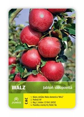 Jabloň sloupovitá WALZ - zimní
