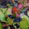 Aronia melanocarpa "Nero" - černý jeřáb - keř