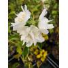 Pustoryl (Philadelphus virginalis) - MINNESOTA SNOWFLAKE