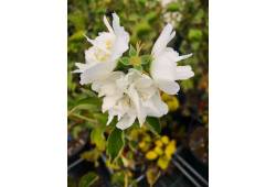 Pustoryl (Philadelphus virginalis) - MINNESOTA SNO..