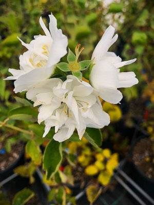 Pustoryl (Philadelphus virginalis) - MINNESOTA SNOWFLAKE